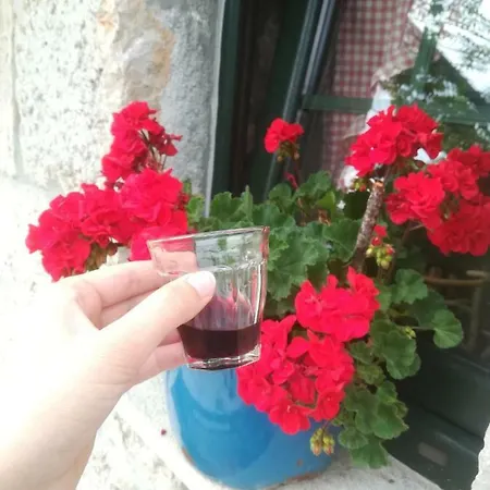 Holiday Mislav